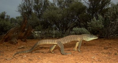 Varanus panoptes rubidus