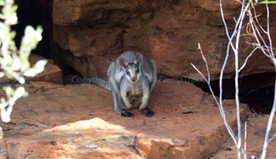 West Kimberley Rock Wallaby