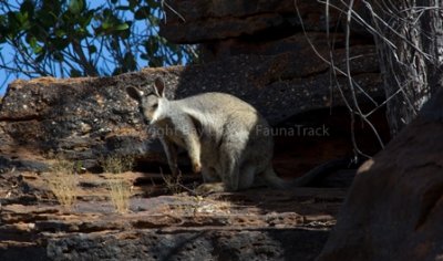West Kimberley Rock Wallaby
