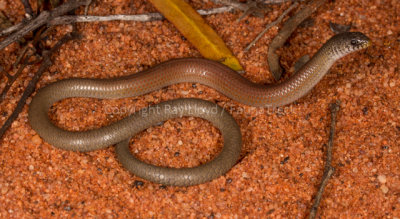 Delma australis