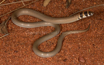 Delma desmosa