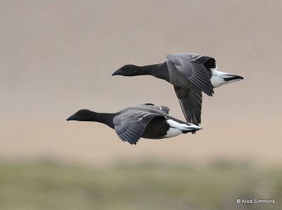 Brent Geese