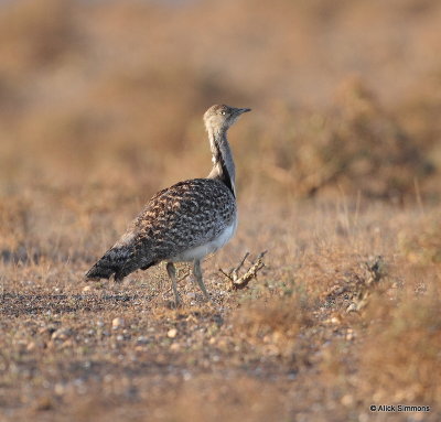 Houbara Bustard