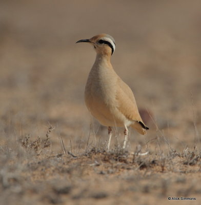 Cream-coloured Courser