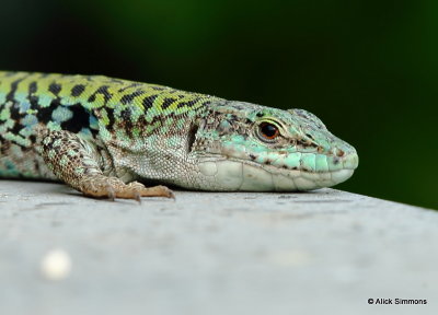 Italian Wall Lizard