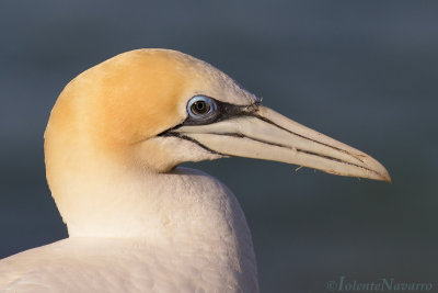 Pacifische Jan-van-gent - Australasian Gannet - Morus serrator