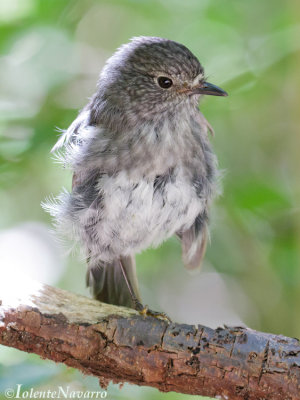 Noordereilandvliegenvanger - North Island Robin - Petroica longipes