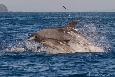 Tuimelaar - Bottlenose dolphin - Tursiops truncatus