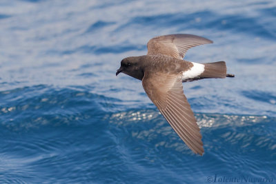 Nieuw-Zeelands Stormvogeltje - New Zealand Storm Petrel - Fregetta maoriana