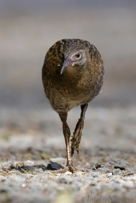Geelbandral- Buff-banded Rail - Gallirallus philippensis