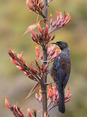 Toei - Tui - Prosthemadera novaeseelandiae