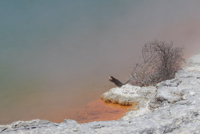 Champagne Pool