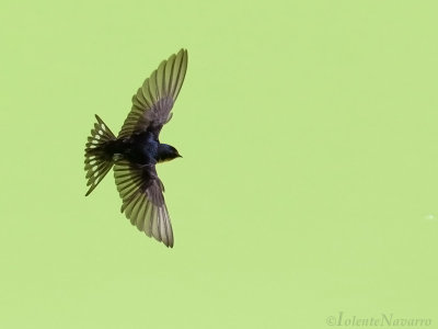 Welkomzwaluw - Welcome Swallow - Hirundo neoxena