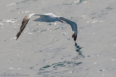 Grote Albatros - Wandering Albatross - Diomedea exulans
