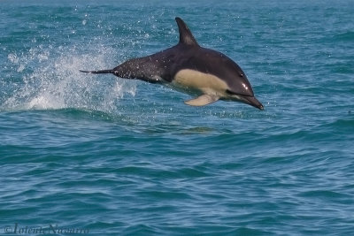 Gewone Dolfijn - Short-beaked Common Dolphin - Delphinus delphis