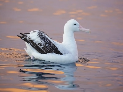 Grote Albatros - Wandering Albatross - Diomedea exulans