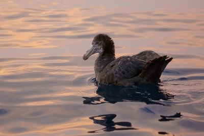 Noordelijke Reuzenstormvogel - Northern Giant Petrel - Macronectes halli