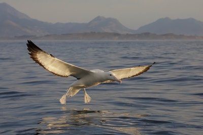 Noordlijke Koningsalbatros - Northern Royal Albatross - Diomedea sanfordi