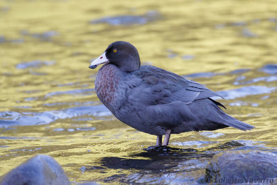 Blauwe Eend - Blue Duck - Hymenolaimus malacorhynchos
