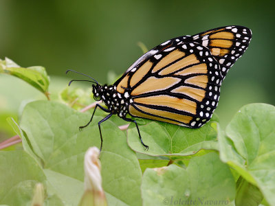 Monarch - Monarch - Danaus plexippus