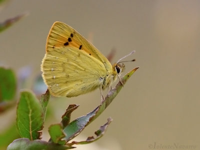 Vuurvlinder spec