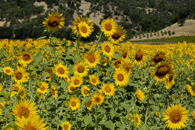 Sunflowers in Vineyard