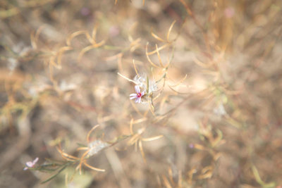 Lone Flower