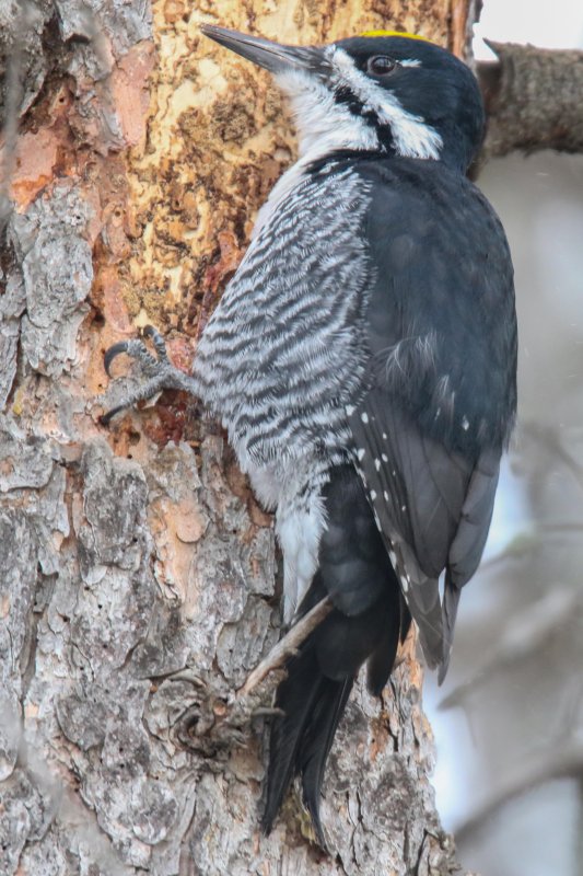 Black-backed Woodpecker Summit Dr-2.jpg