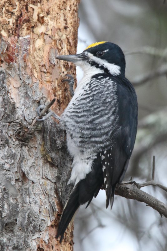 FOLDER: Black backed Woodpecker