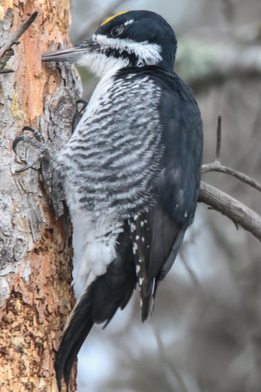 Black-backed Woodpecker Summit Dr-4.jpg