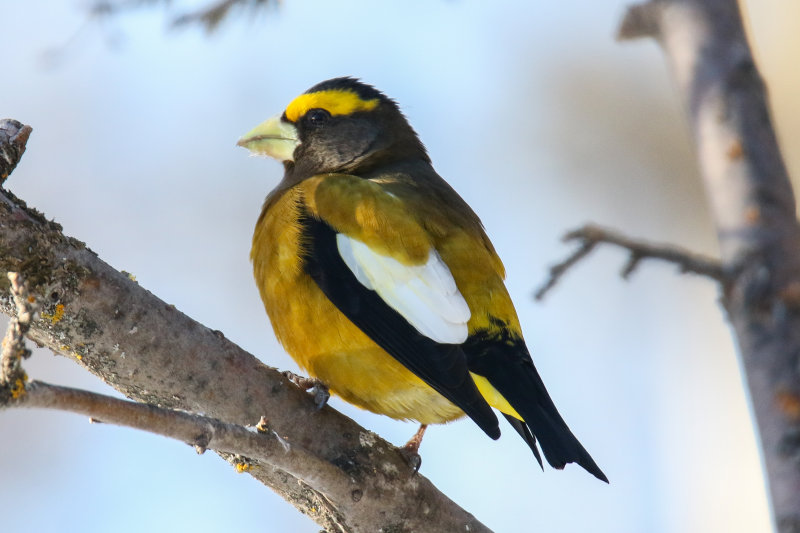 Evening Grosbeak 01.2019