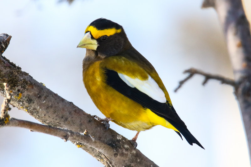 Evening Grosbeak 01.2019