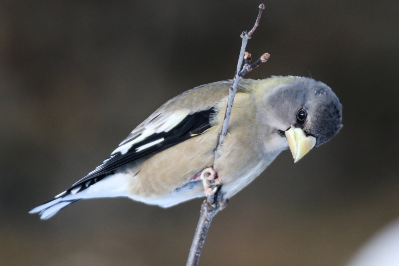 Evening Grosbeak 01.2019