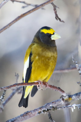 Evening Grosbeak