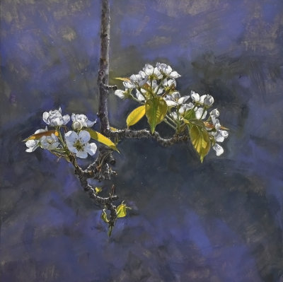 Pear Blossoms #2