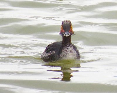 0691_eared_grebe_small_1_2