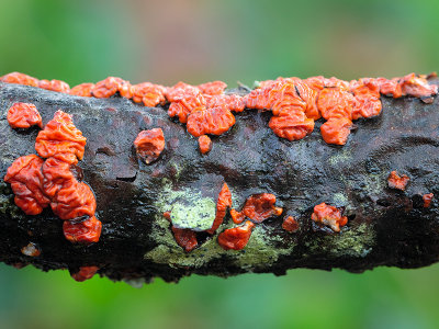 Red Tree Brain Fungus