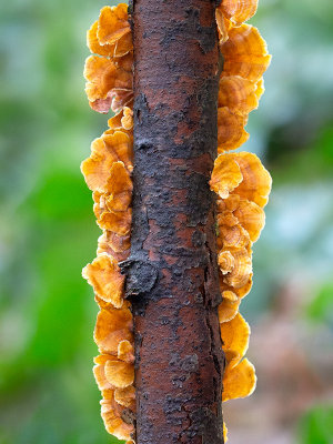Crowded Parchment Fungus