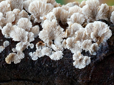 Crimped Gill Mushroom