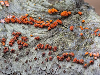 Beech Bark Canker