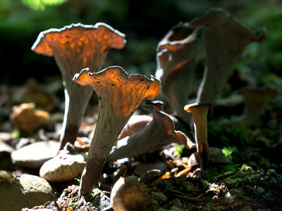 Black Trumpet Mushrooms