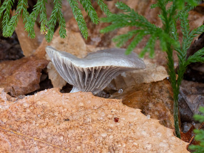 Waxcap Mushroom