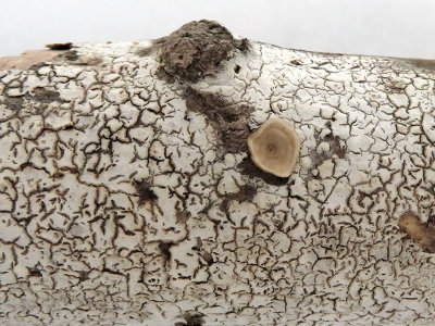 Fungus