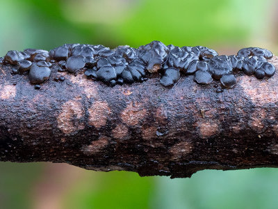 Black Jelly Roll Fungus