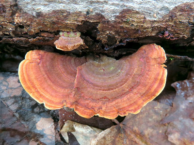 False Turkey Tail Mushroom