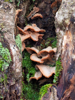 Trembling Merulius Fungus