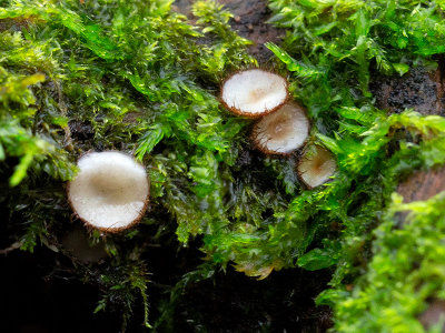 Eyelash Cup Fungus