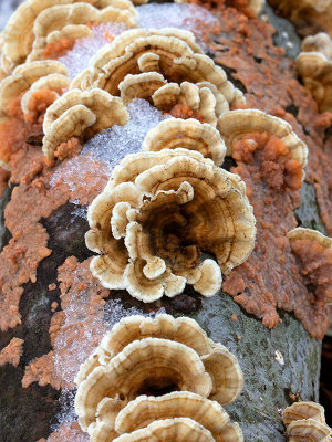 Ochre Bracket Mushroom and Radiating Phlebia Fungus
