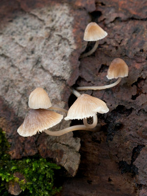 Common Mycena Mushroom