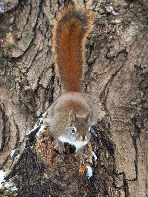 Red Squirrel